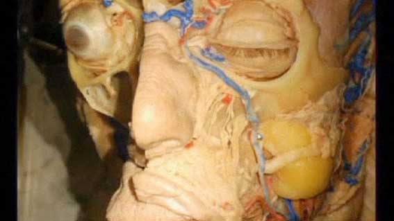 کالبد شکافی و آناتومی مجازی با اطلس چهار بعدی بدن 