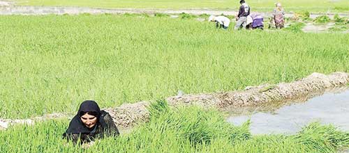 رخنه اخلالگران اقتصادی در بازار برنج