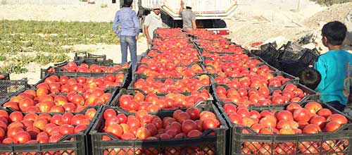 طی روزهای اخیر بازار شاهد گرانی قابل توجه محصول  رب گوجه فرنگی  بوده است...