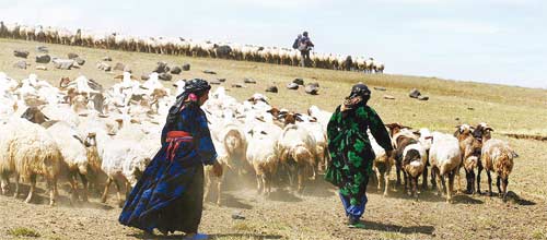 محرومیت ۵ میلیون روستایی و عشایر از بیمه اجتماعی